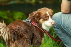 wanderung_hunde_eberswalder_stadtlauf_71