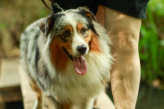 wanderung_hunde_eberswalder_stadtlauf_80
