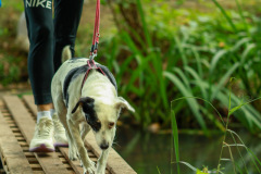 Hundewanderung 082