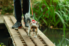 wanderung_hunde_eberswalder_stadtlauf_83