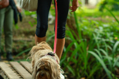wanderung_hunde_eberswalder_stadtlauf_85