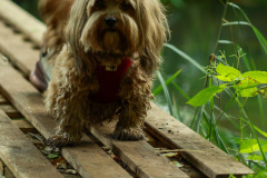 wanderung_hunde_eberswalder_stadtlauf_86