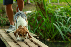 wanderung_hunde_eberswalder_stadtlauf_87