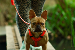wanderung_hunde_eberswalder_stadtlauf_91