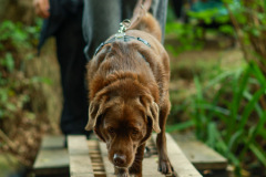 wanderung_hunde_eberswalder_stadtlauf_93