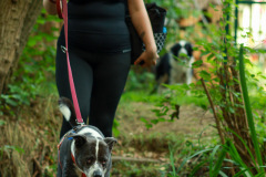 Hundewanderung 094