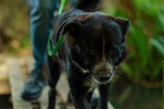 wanderung_hunde_eberswalder_stadtlauf_97