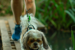 wanderung_hunde_eberswalder_stadtlauf_98